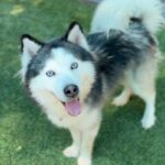 Pluto is a Husky, Alaskan.