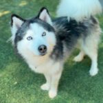 Pluto is a Husky, Alaskan.