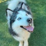 Pluto is a Husky, Alaskan.