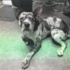 Oliver is a Bulldog, French/Mixed Breed (Medium).