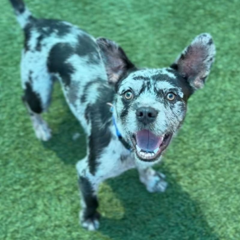 Oliver is a Bulldog, French/Mixed Breed (Medium).