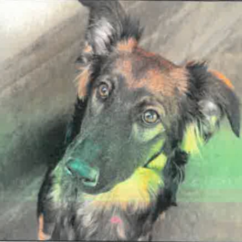 Paige is a Shepherd, German.