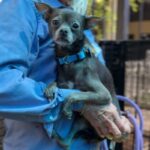 Hedwig is a Chihuahua, Short Coat.