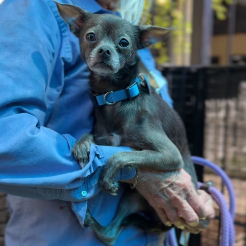 Hedwig is a Chihuahua, Short Coat.