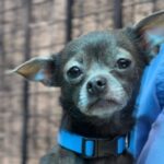 Hedwig is a Chihuahua, Short Coat.
