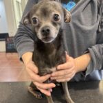 Hedwig is a Chihuahua, Short Coat.