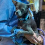 Hedwig is a Chihuahua, Short Coat.