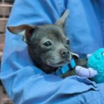 Hedwig is a Chihuahua, Short Coat.