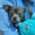 Hedwig is a Chihuahua, Short Coat.