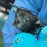 Hedwig is a Chihuahua, Short Coat.