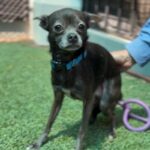 Hedwig is a Chihuahua, Short Coat.
