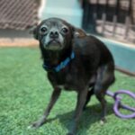 Hedwig is a Chihuahua, Short Coat.