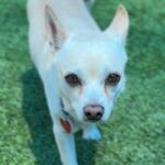 Frank is a Chihuahua.