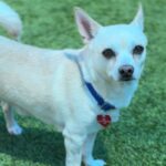 Frank is a Chihuahua.