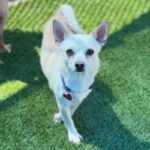 Frank is a Chihuahua.