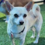 Frank is a Chihuahua.
