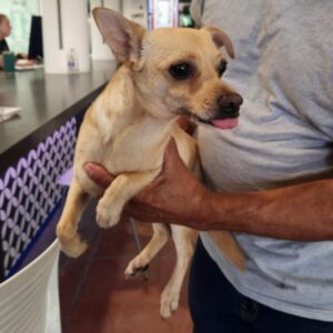 Mac is a Chihuahua.