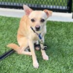 Mac is a Chihuahua.