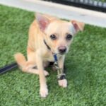 Mac is a Chihuahua.