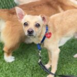 Mac is a Chihuahua.