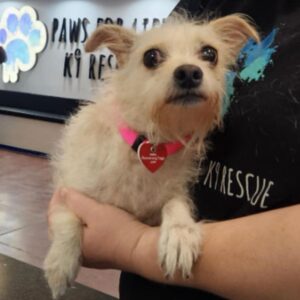 Dee is a Terrier.
