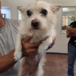Waitress is a Terrier.