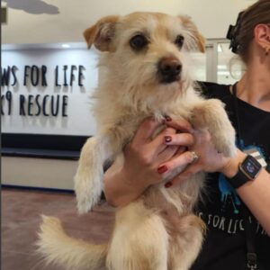 Dennis is a Terrier.