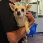 Margaret is a Chihuahua.