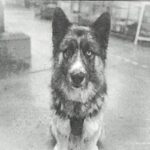Koga is a Shepherd, German/Husky, Siberian.