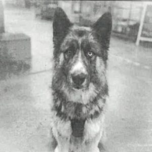 Koga is a Shepherd, German/Husky, Siberian.