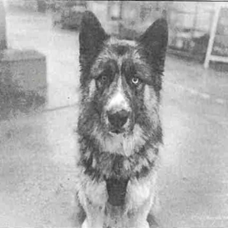 Koga is a Shepherd, German/Husky, Siberian.