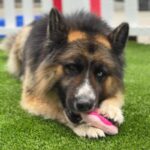 Koga is a Shepherd, German/Husky, Siberian.