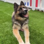 Koga is a Shepherd, German/Husky, Siberian.