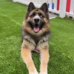 Koga is a Shepherd, German/Husky, Siberian.