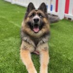 Koga is a Shepherd, German/Husky, Siberian.