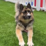 Koga is a Shepherd, German/Husky, Siberian.