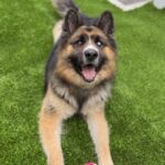 Koga is a Shepherd, German/Husky, Siberian.