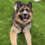 Koga is a Shepherd, German/Husky, Siberian.