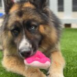 Koga is a Shepherd, German/Husky, Siberian.