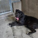 Jennika is a Retriever, Labrador/Mixed Breed (Medium).