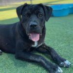 Jennika is a Retriever, Labrador/Mixed Breed (Medium).