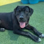 Jennika is a Retriever, Labrador/Mixed Breed (Medium).
