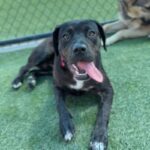 Jennika is a Retriever, Labrador/Mixed Breed (Medium).
