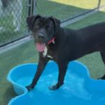Jennika is a Retriever, Labrador/Mixed Breed (Medium).