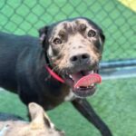 Jennika is a Retriever, Labrador/Mixed Breed (Medium).