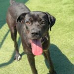 Jennika is a Retriever, Labrador/Mixed Breed (Medium).