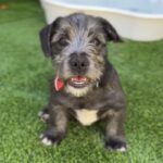 Raphael is a Terrier.