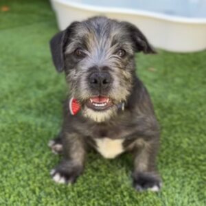 Raphael is a Terrier.