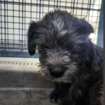 Raphael is a Terrier.