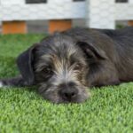 Raphael is a Terrier.